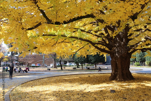 Photography Big ginkgo tree in tokyo  university during autumn season