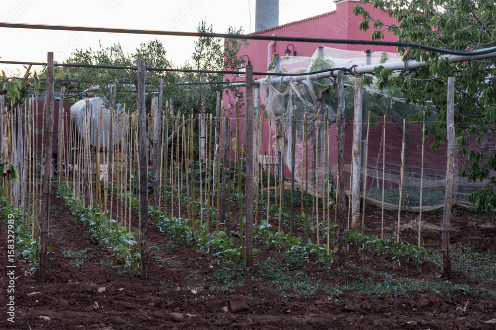 Fototapeta premium farmland