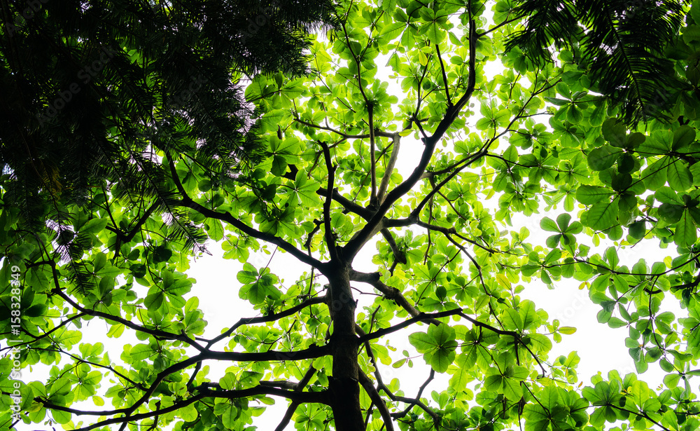 tree backdrop With green leaves and branches. And the natural freshness of green and the light through the foliage and use as a background. tree backdrop With green leaves and branches. And the natural freshness of green and the light through the foliage and use as a background.