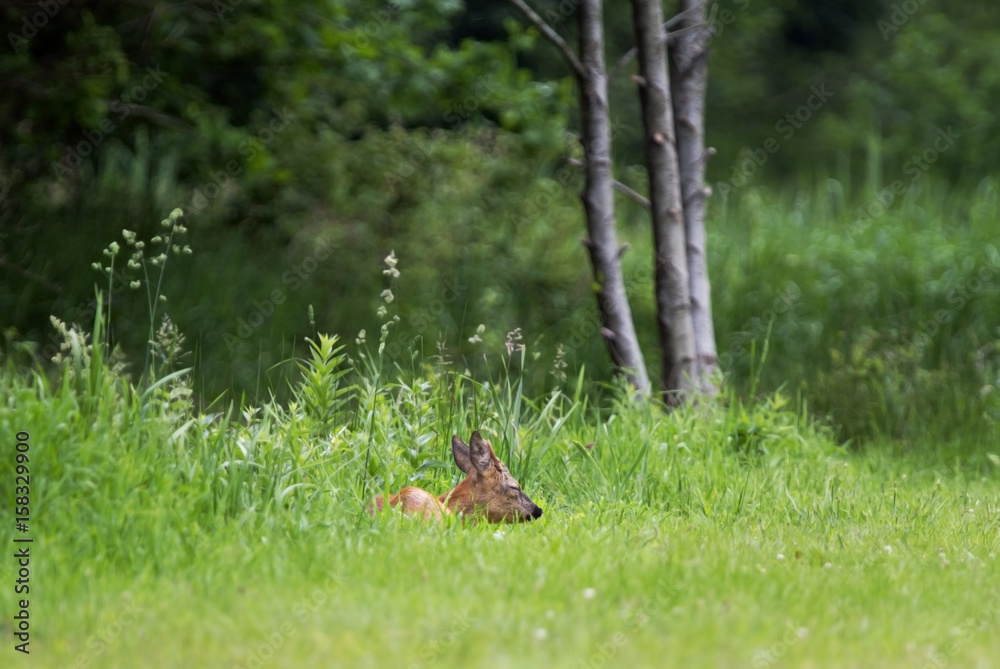 Obraz premium Young Roe deer buck, sleeping in the grass