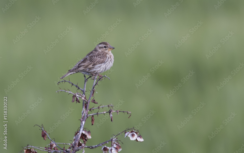 Rock Sparrow Rock Sparrow
