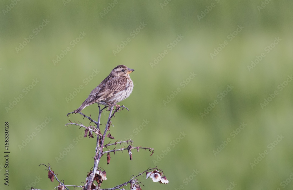 Rock Sparrow Rock Sparrow