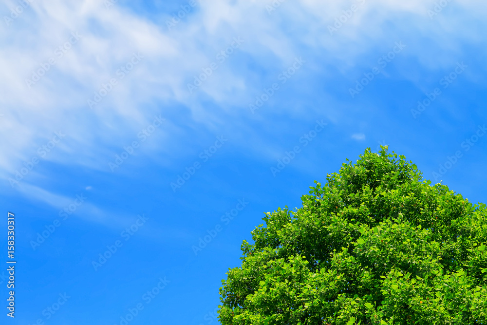 ユリノキの新緑