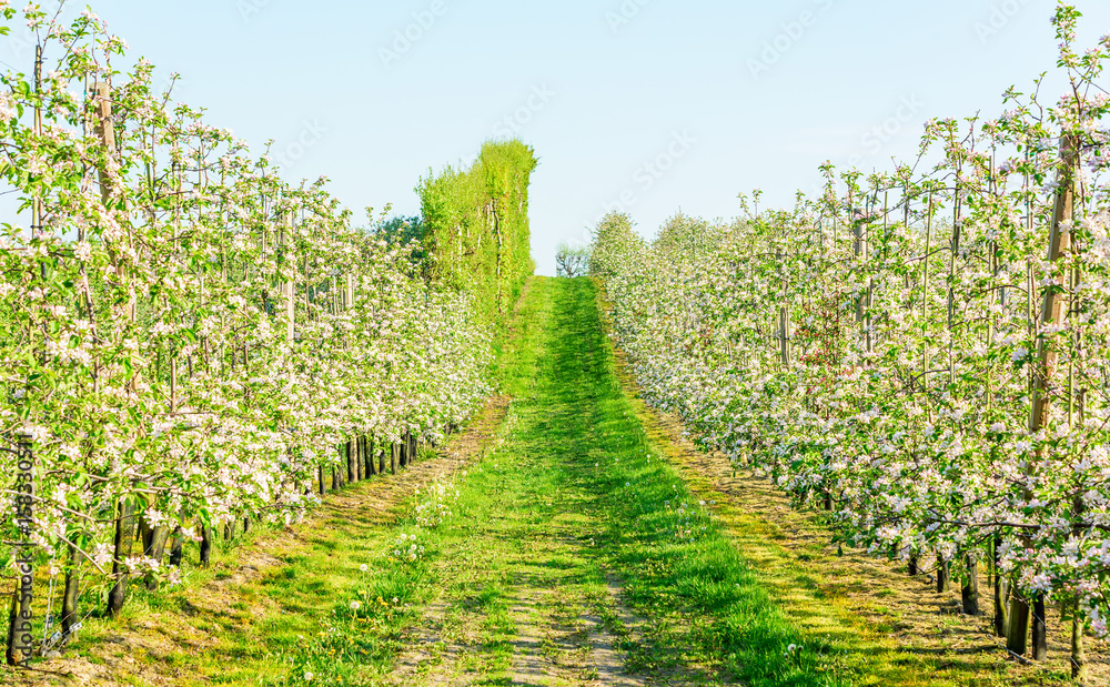 Long rows of apple trees in full bloom in spring.