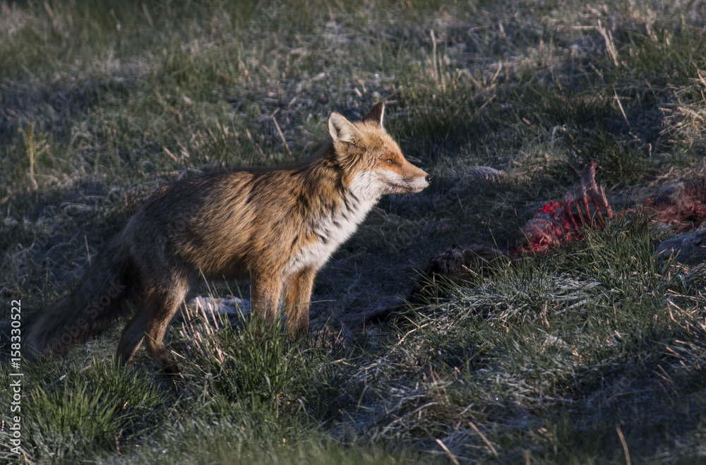 Fototapeta premium Red fox