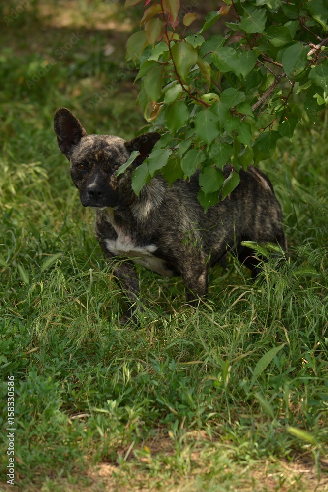 A dog looks out from behind the branches of a tree. A dog looks out from behind the branches of a tree.