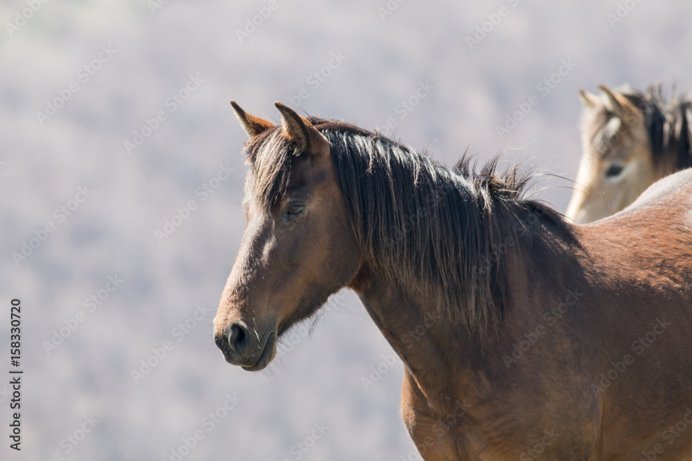 Obraz premium Horse in mountain