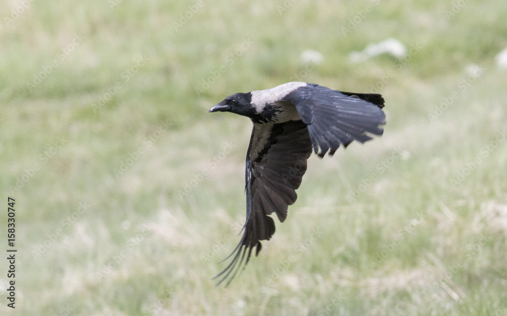 Fototapeta premium Carrion Crow