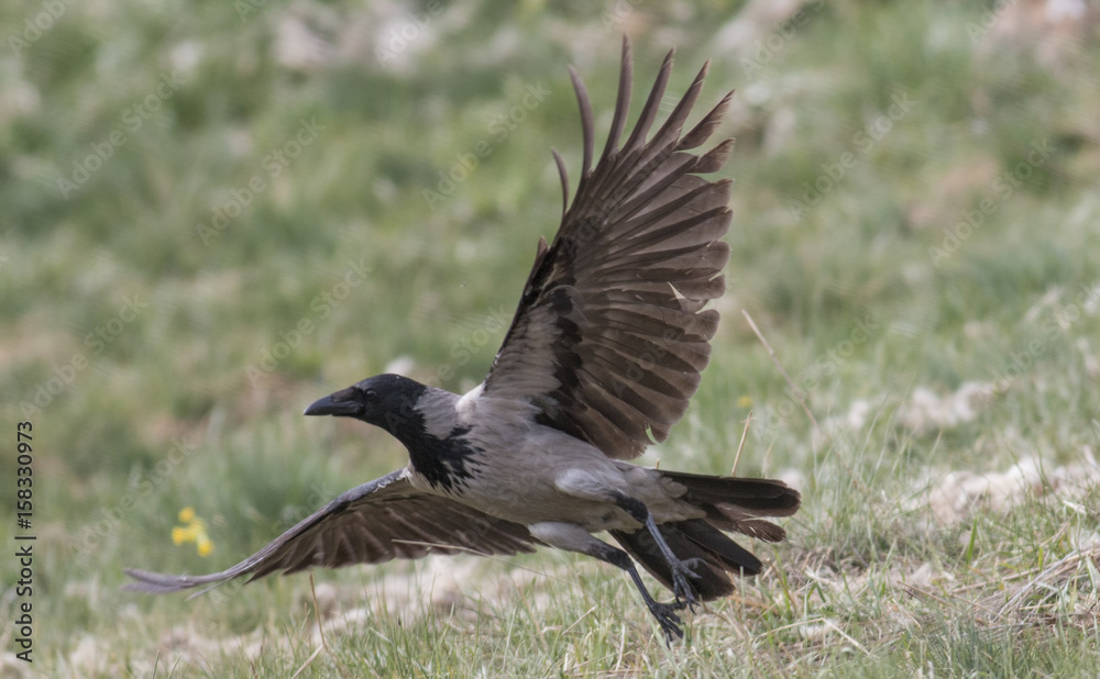 Obraz premium Carrion Crow