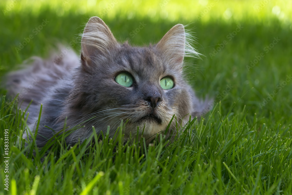 Cat lying in the grass and looking up