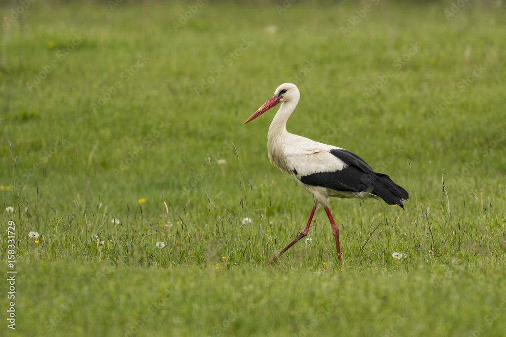 Fototapeta premium White Stork in green meadow