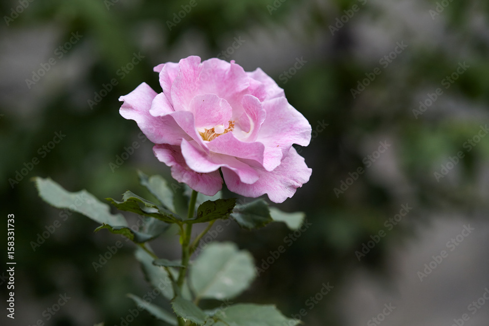 Pink rose on garden with copy space text. close up shot. Pink rose on garden with copy space text. close up shot.