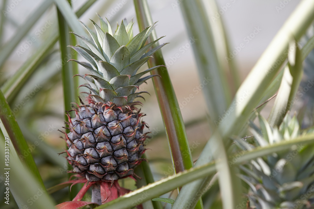 pineapple growing in a field. a favorite fruit for healthy and diet. pineapple growing in a field. a favorite fruit for healthy and diet.