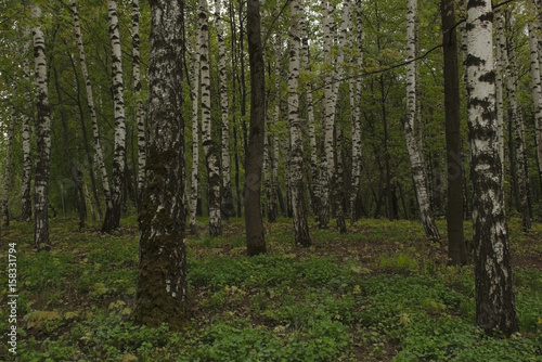 Fototapeta Naklejka Na Ścianę i Meble -  Birch forest