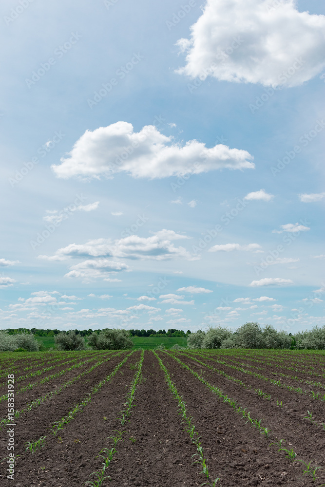 Corn field in summer