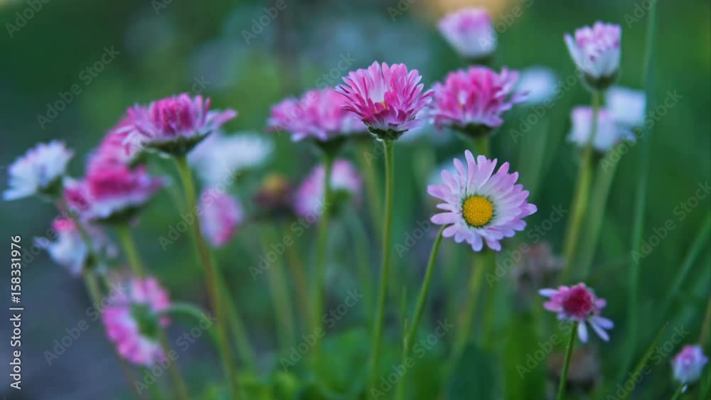The flowers are closing. Timelapse The flowers are closing. Timelapse