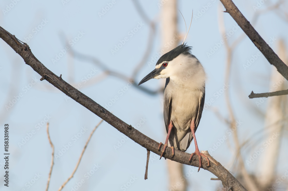 Black-crowned night heron Black-crowned night heron