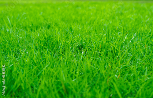 green lawn, football field,golf field soft selective focus