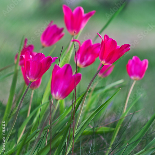 Red tulips against the background of meadow grass bent in the wind. Spring. Bright colorful flowers in the field. Close-up of tulips
