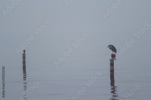 A foggy day on the lake. Landscape with a foggy lake. The bird sits on the spotlight along the lake. photo