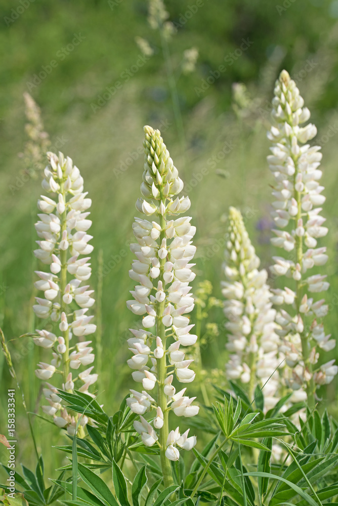 Wilde Lupinen, Lupinus, weiß Wilde Lupinen, Lupinus, weiß