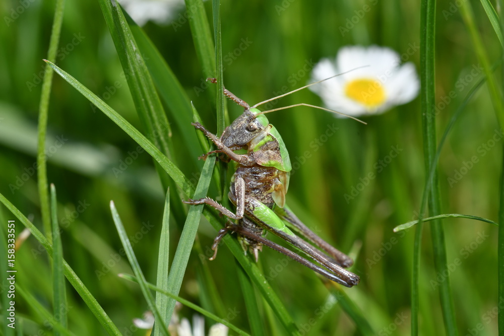 grasshoppers bug insects on the grass grasshoppers bug insects on the grass