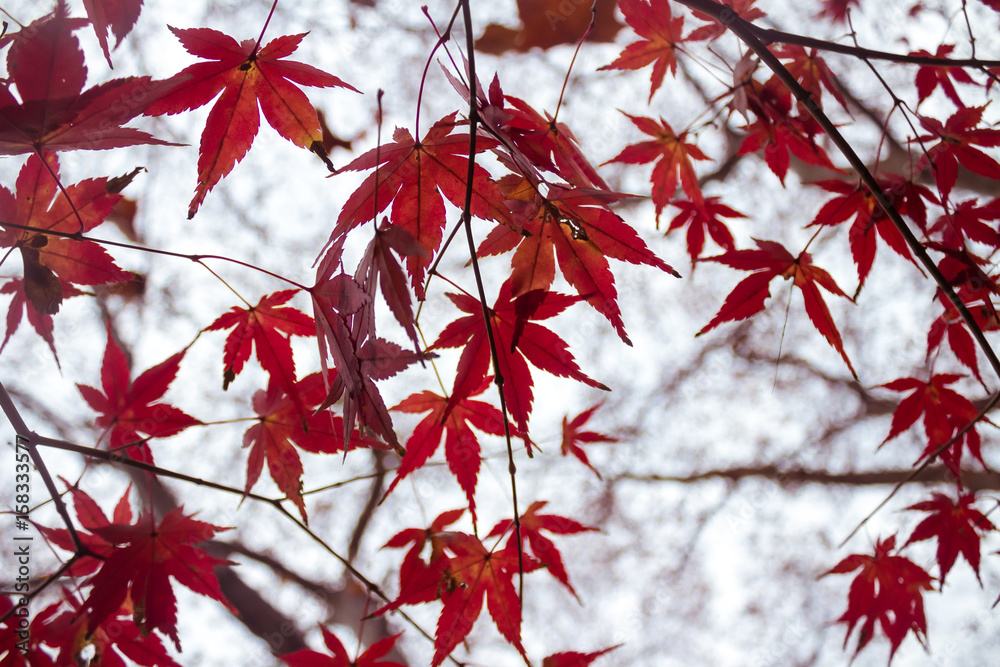 Red maple branch. Autumn maple leaves background Red maple branch. Autumn maple leaves background