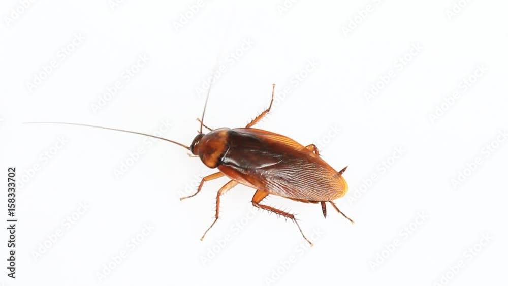 Insect cockroach isolated on a white background.