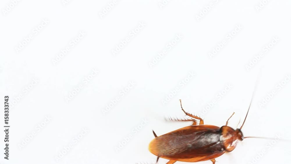 Insect cockroach isolated on a white background.