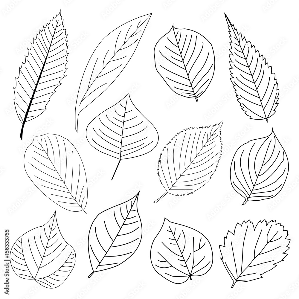 Set of leaf line icon