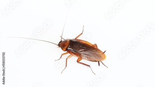 Insect cockroach isolated on a white background.