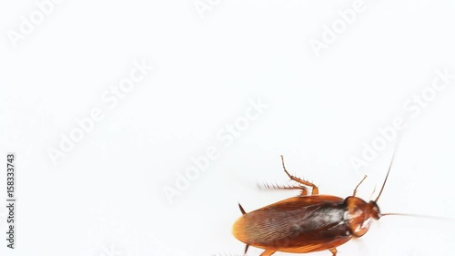 Insect cockroach isolated on a white background.