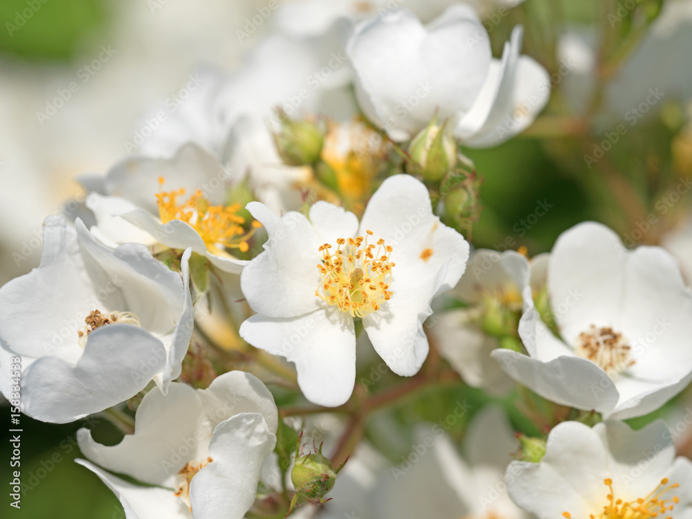 Hagebuttenblüten, Hagebutten, Rosa canina Hagebuttenblüten, Hagebutten, Rosa canina