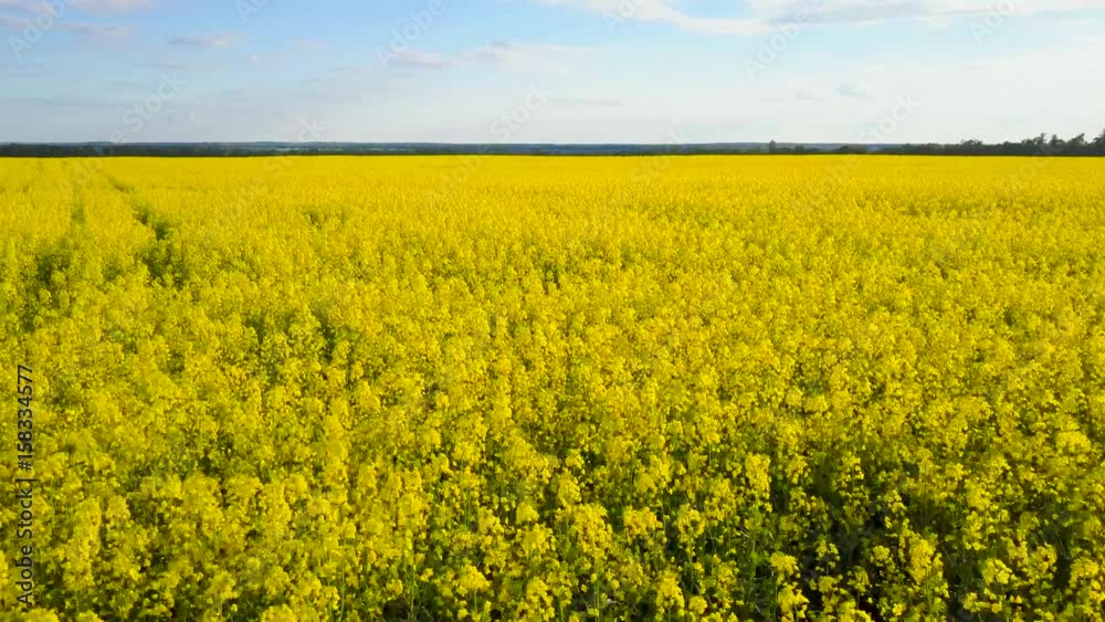 Field with blooming Canola in spring. Aerial videotaping Field with blooming Canola in spring. Aerial videotaping