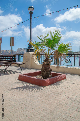 Palm tree in Gzira, Malta.
