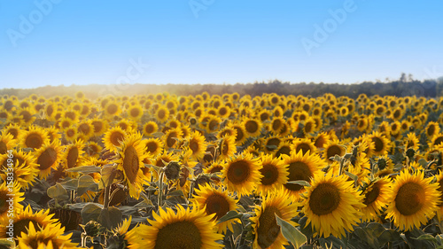 Fototapeta Naklejka Na Ścianę i Meble -  Sunflowers in the Field Shined by the Sun