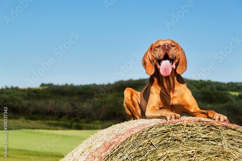 Hungarian pointer lies on a haystack. Agricultural work on pasture in the Czech Republic. Rest after work.