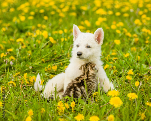 Playful kitten and puppy on a field of dandelions