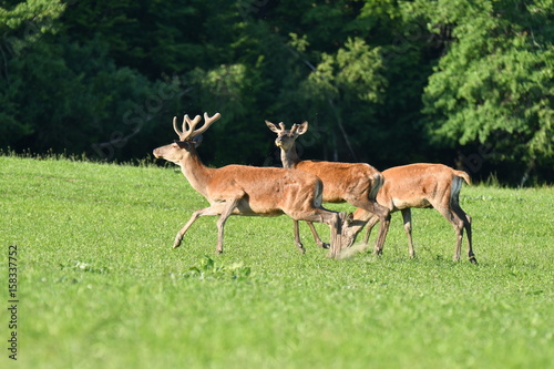 deers grazing on the meadow