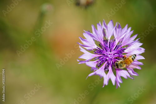               cornflower 