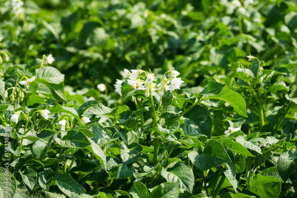 Kartoffelfpflanze in Blüte, Nahaufnahme Kartoffelfpflanze in Blüte, Nahaufnahme