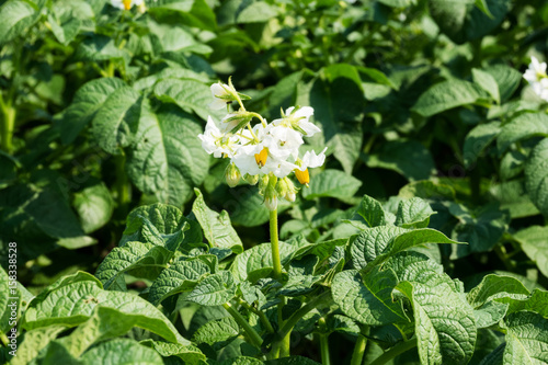 Kartoffelfpflanze in Blüte, Nahaufnahme