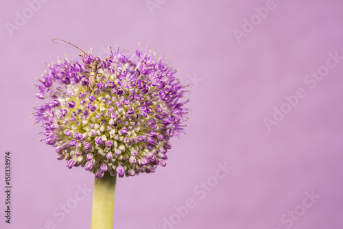 Longhorn beetle, Allium, close-up. photo