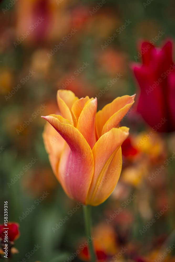 Stunning vibrant shallow depth of field landscape image of flowerbed full of tulips in Spring