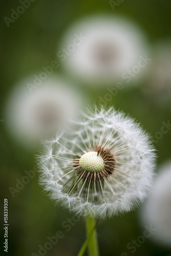 Beautiful close up image of dandelion seed head on lush green background