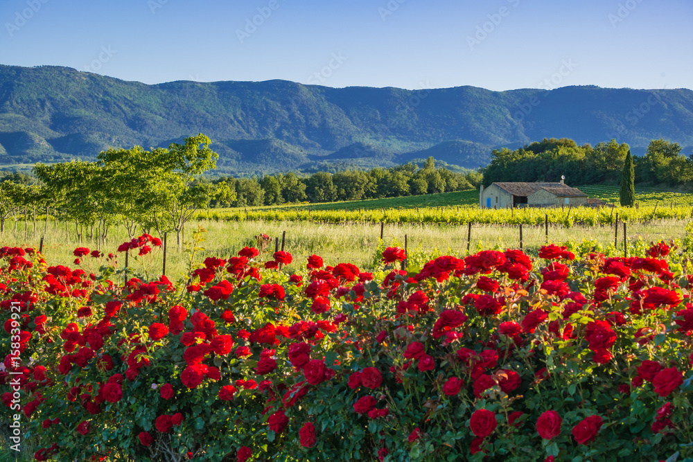 Paysage rural de Provence, France. Les vignes, la maison et les rosiers au premier plan..