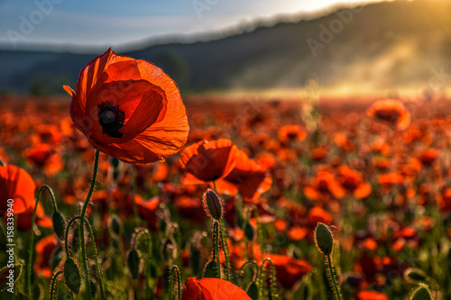 Fototapeta Naklejka Na Ścianę i Meble -  poppy flowers field in foggy mountains
