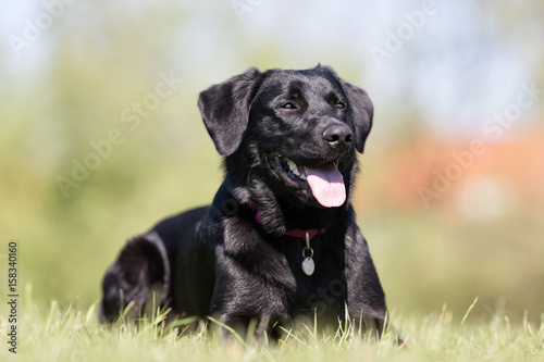 Black labrador retriever dog