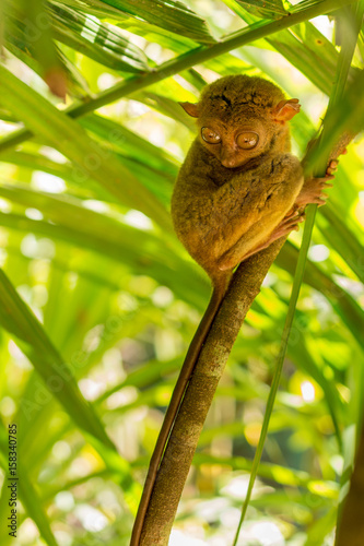 Philippine Tarsier on a branch