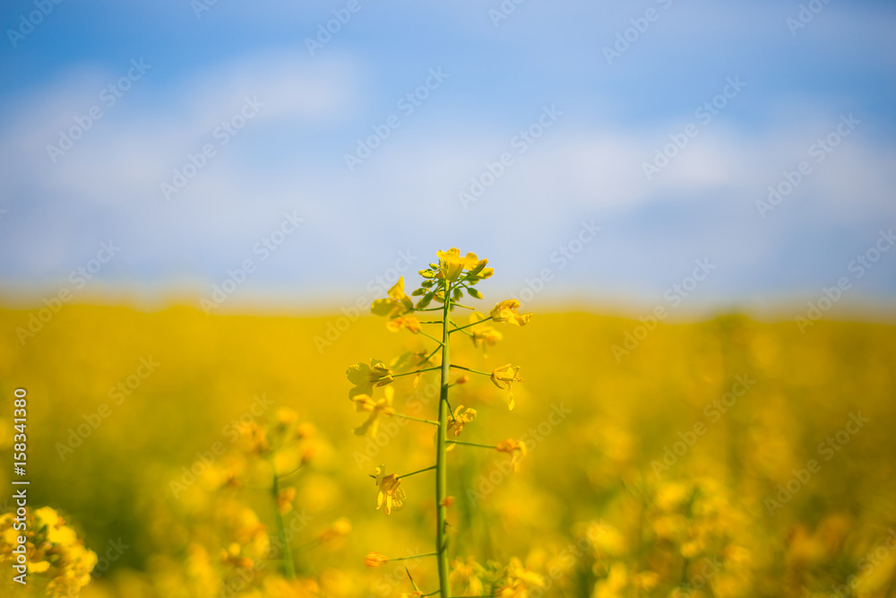 closeup yellow rape flowers on a blue sky background closeup yellow rape flowers on a blue sky background
